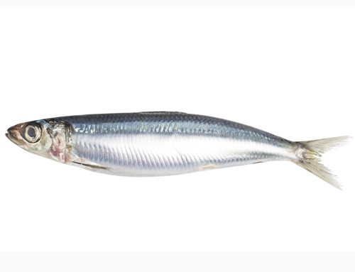 Sardine